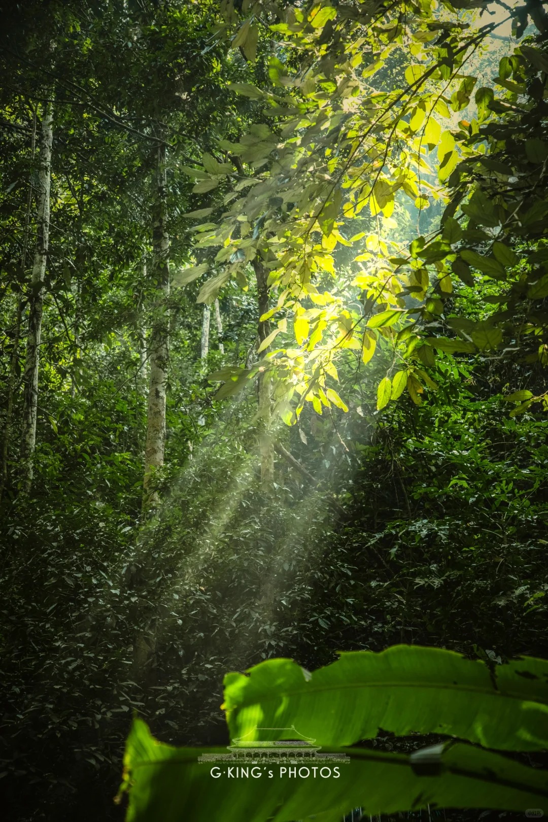 已识乾坤大，犹怜草木青_2_不动金_西双版纳-森林-来自52tours 我爱旅游网